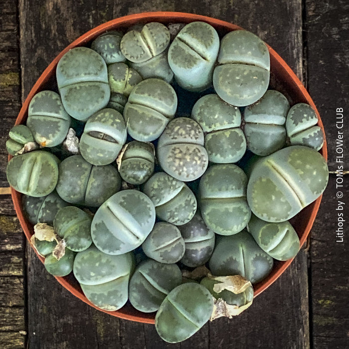 Lithops living stones plant organically cultivated in Switzerland; for sale at TOMs FLOWer CLUB. 