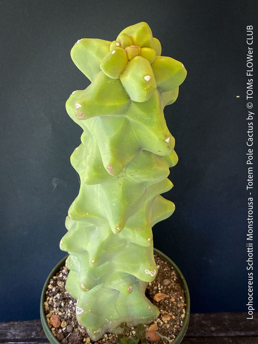 totem pole succulent Lophocereus Schottii Monstrousa