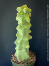 Lophocereus Schottii Monstrousa - Totem Pole Cactus, organically grown succulent plants for sale at TOMs FLOWer CLUB.