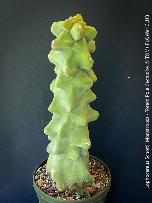 Lophocereus Schottii Monstrousa - Totem Pole Cactus, organically grown succulent plants for sale at TOMs FLOWer CLUB.
