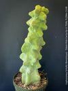Lophocereus Schottii Monstrousa - Totem Pole Cactus, organically grown succulent plants for sale at TOMs FLOWer CLUB.