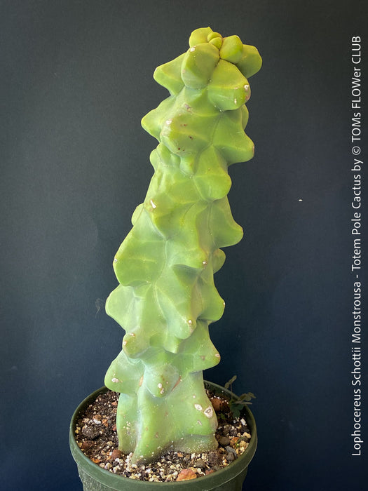 Lophocereus Schottii Monstrousa - Totem Pole Cactus, organically grown succulent plants for sale at TOMs FLOWer CLUB.