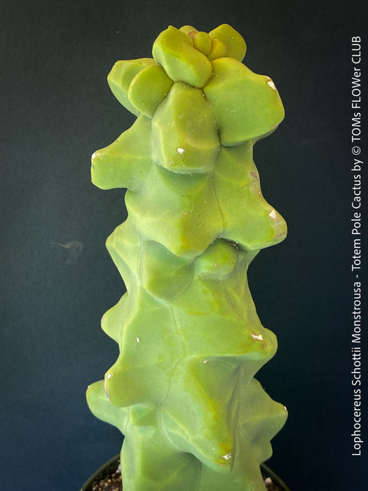 Lophocereus Schottii Monstrousa - Totem Pole Cactus, organically grown succulent plants for sale at TOMs FLOWer CLUB.