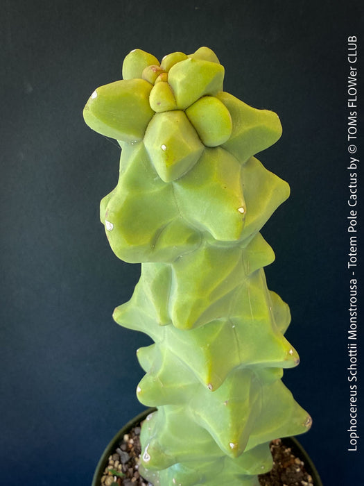 Lophocereus Schottii Monstrousa - Totem Pole Cactus, organically grown succulent plants for sale at TOMs FLOWer CLUB.