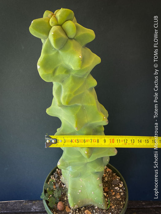 Lophocereus Schottii Monstrousa - Totem Pole Cactus, organically grown succulent plants for sale at TOMs FLOWer CLUB.