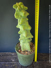 Lophocereus Schottii Monstrousa - Totem Pole Cactus, organically grown succulent plants for sale at TOMs FLOWer CLUB.