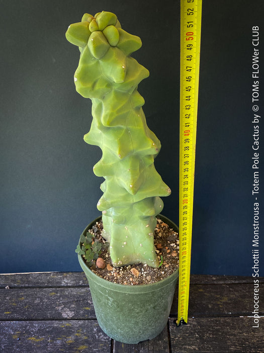 Lophocereus Schottii Monstrousa - Totem Pole Cactus, organically grown succulent plants for sale at TOMs FLOWer CLUB.