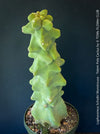Lophocereus Schottii Monstrousa - Totem Pole Cactus, organically grown succulent plants for sale at TOMs FLOWer CLUB.