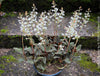 Ludisia Discolor, white flowering orchid, organically grown tropical plants for sale at TOMs FLOWer CLUB