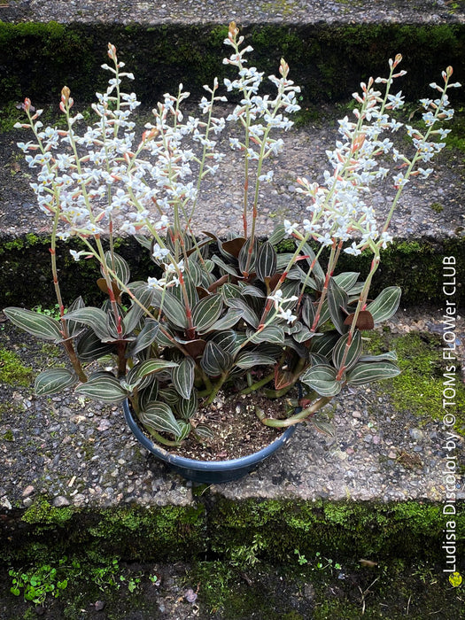 Ludisia Discolor, white flowering orchid, organically grown tropical plants for sale at TOMs FLOWer CLUB