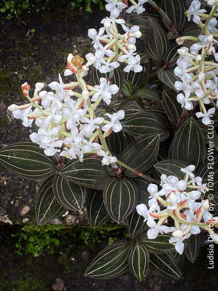 Ludisia Discolor, white flowering orchid, organically grown tropical plants for sale at TOMs FLOWer CLUB