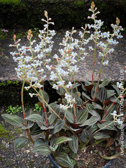 Ludisia Discolor, white flowering orchid, organically grown tropical plants for sale at TOMs FLOWer CLUB