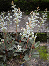 Ludisia Discolor, white flowering orchid, organically grown tropical plants for sale at TOMs FLOWer CLUB