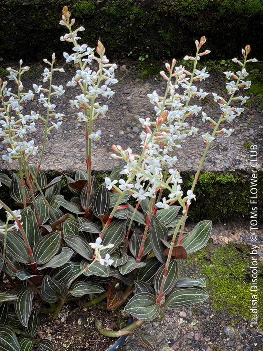 Ludisia Discolor, white flowering orchid, organically grown tropical plants for sale at TOMs FLOWer CLUB