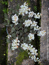 Ludisia Discolor, white flowering orchid, organically grown tropical plants for sale at TOMs FLOWer CLUB