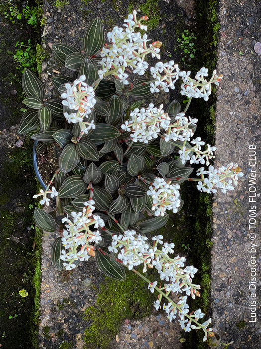 Ludisia Discolor, white flowering orchid, organically grown tropical plants for sale at TOMs FLOWer CLUB