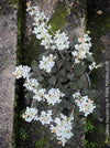 Ludisia Discolor, white flowering orchid, organically grown tropical plants for sale at TOMs FLOWer CLUB