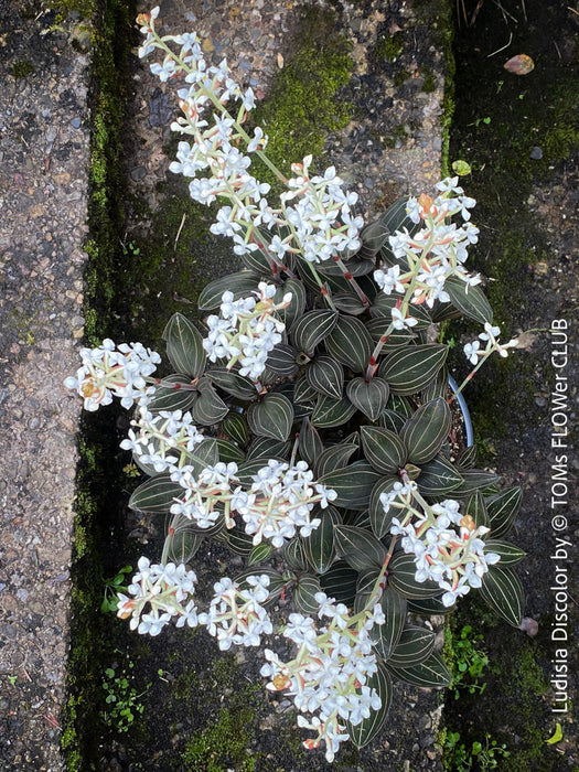 Ludisia Discolor, white flowering orchid, organically grown tropical plants for sale at TOMs FLOWer CLUB