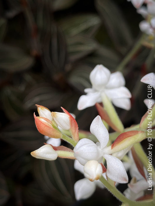 Ludisia Discolor, white flowering orchid, organically grown tropical plants for sale at TOMs FLOWer CLUB