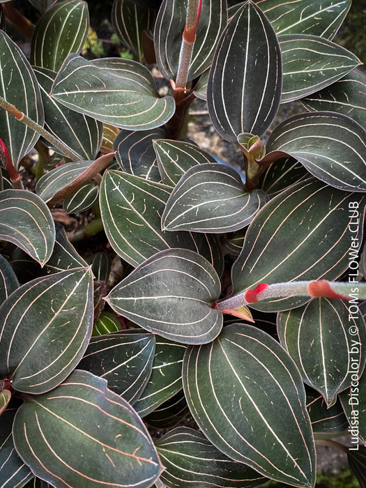 Ludisia Discolor, white flowering orchid, organically grown tropical plants for sale at TOMs FLOWer CLUB