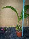 Lycaste Hybride Chita Impulse, yellow flowering orchid, organically grown tropical plants for sale at TOMsFLOWer CLUB.