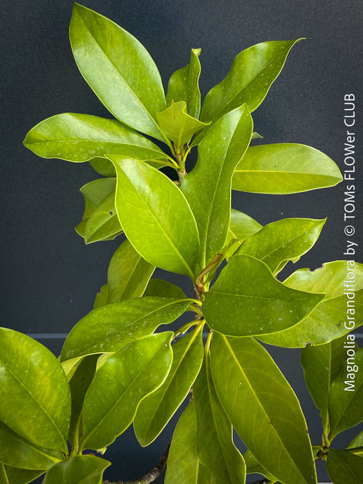 Magnolia Grandiflora, organically grown garden plants and trees for sale at TOMs FLOWer CLUB.