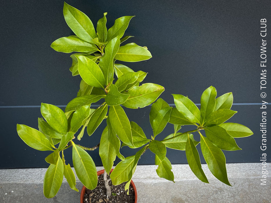 Magnolia Grandiflora, organically grown garden plants and trees for sale at TOMs FLOWer CLUB.