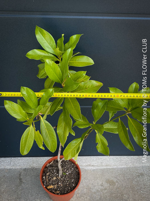 Magnolia Grandiflora, organically grown garden plants and trees for sale at TOMs FLOWer CLUB.