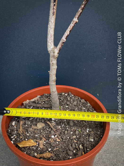 Magnolia Grandiflora, organically grown garden plants and trees for sale at TOMs FLOWer CLUB.