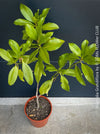 Magnolia Grandiflora, organically grown garden plants and trees for sale at TOMs FLOWer CLUB.