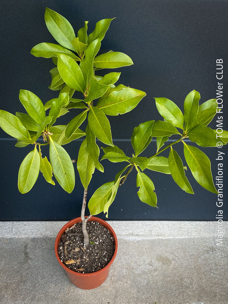 Magnolia Grandiflora, organically grown garden plants and trees for sale at TOMs FLOWer CLUB.