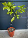 Magnolia Grandiflora, organically grown garden plants and trees for sale at TOMs FLOWer CLUB.