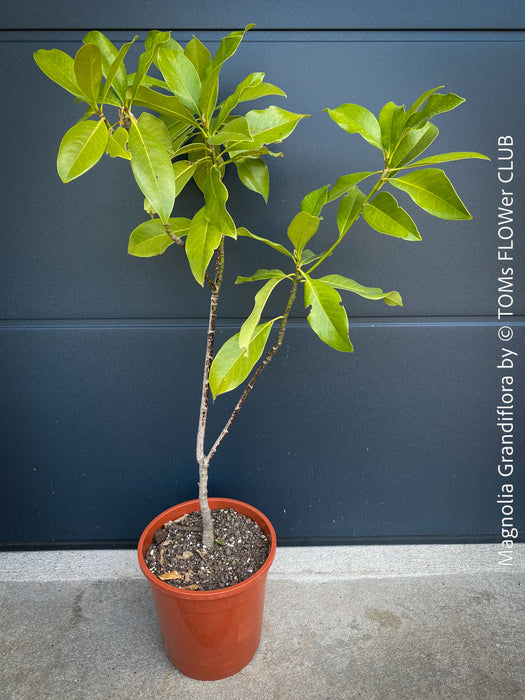 Magnolia Grandiflora, organically grown garden plants and trees for sale at TOMs FLOWer CLUB.