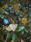 Magnolia Grandiflora, organically grown garden plants and trees for sale at TOMs FLOWer CLUB.
