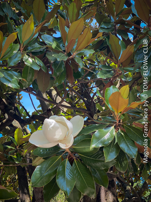 Magnolia Grandiflora, organically grown garden plants and trees for sale at TOMs FLOWer CLUB.
