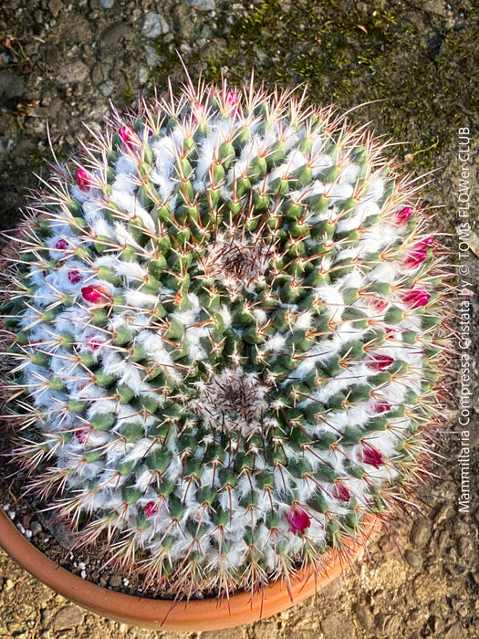 Mammillaria Compressa Cristata