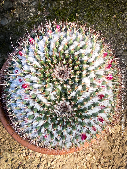 Mammillaria Compressa Cristata