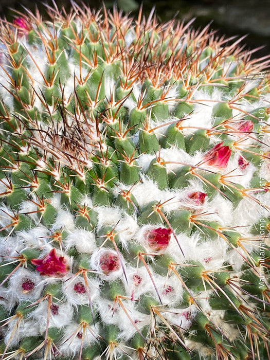 Mammillaria Compressa Cristata