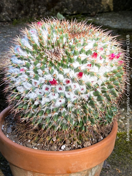 Mammillaria Compressa Cristata