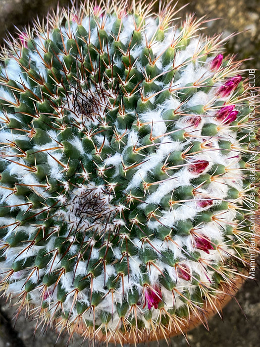 Mammillaria Compressa Cristata