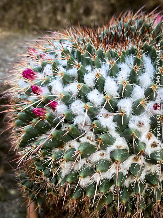 Mammillaria Compressa Cristata