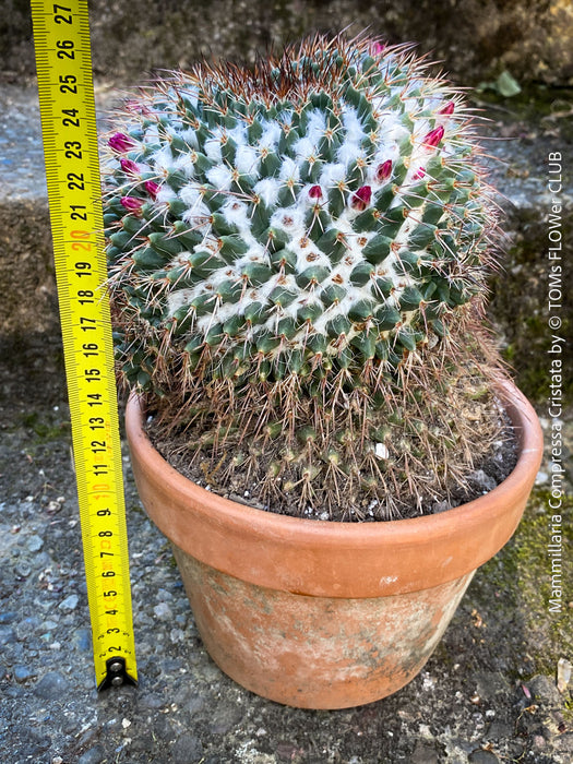 Mammillaria Compressa Cristata