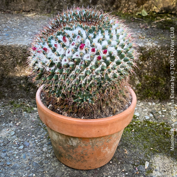 Mammillaria Compressa Cristata