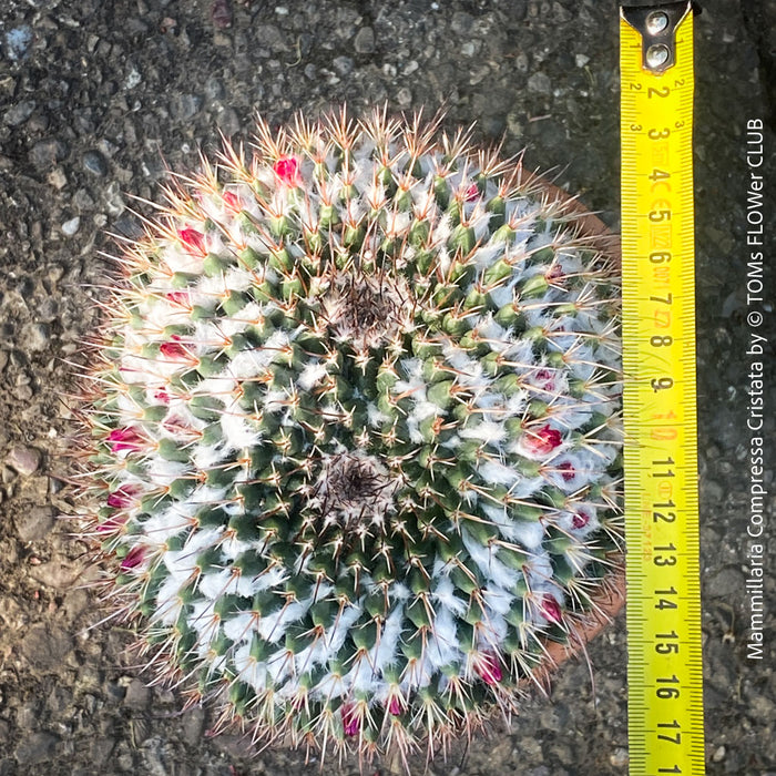 Mammillaria Compressa Cristata
