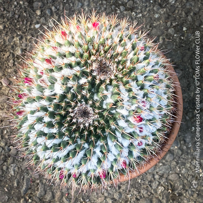 Mammillaria Compressa Cristata