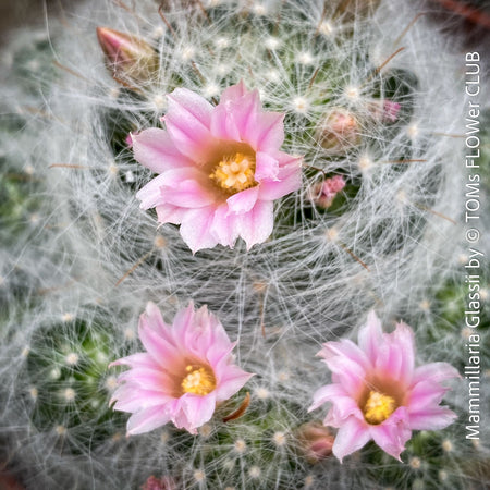 Mammillaria marksiana, yellow flowering, Mexican cactus, sun loving, low maintenance plants, organically grown succulent plants for sale at TOMs FLOWer CLUB