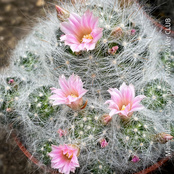 Mammillaria Glassii, silver cactus, pink flowering, Katus, sun loving, low maintenance plants, organically grown succulent plants for sale at TOMs FLOWer CLUB