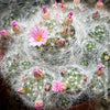 Mammillaria Glassii, silver cactus, pink flowering, Katus, sun loving, low maintenance plants, organically grown succulent plants for sale at TOMs FLOWer CLUB