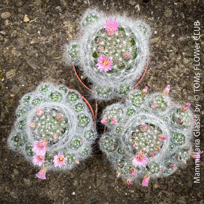 Mammillaria Glassii, silver cactus, pink flowering, Katus, sun loving, low maintenance plants, organically grown succulent plants for sale at TOMs FLOWer CLUB