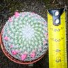 Mammillaria Klissingiana, silver cactus, pink flowering, Katus, sun loving, low maintenance plants, organically grown succulent plants for sale at TOMs FLOWer CLUB